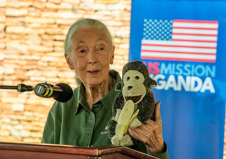 Jane Goodall: la mujer que revolucionó la ciencia a través de la compasión