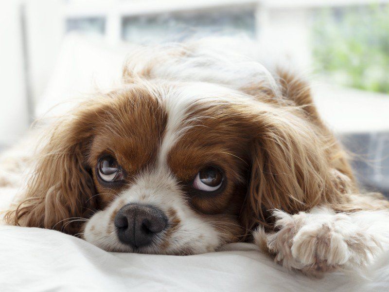 Las habilidades de vida que las mascotas te ayudan a desarrollar